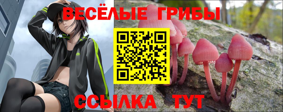 Камень-на-Оби  Галлюциногенные грибы Psilocybine cubensis  Вход с VPN 